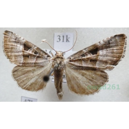 Eucarta amethystina (Hübner, 1803) Slovakia31k